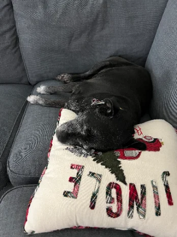 Molly, the pug-mix